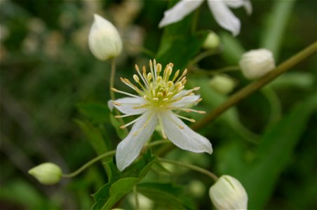 Flower and flowerbuds of Clematis brachiata Thunb. growing in Johannesburg, South Africa photo