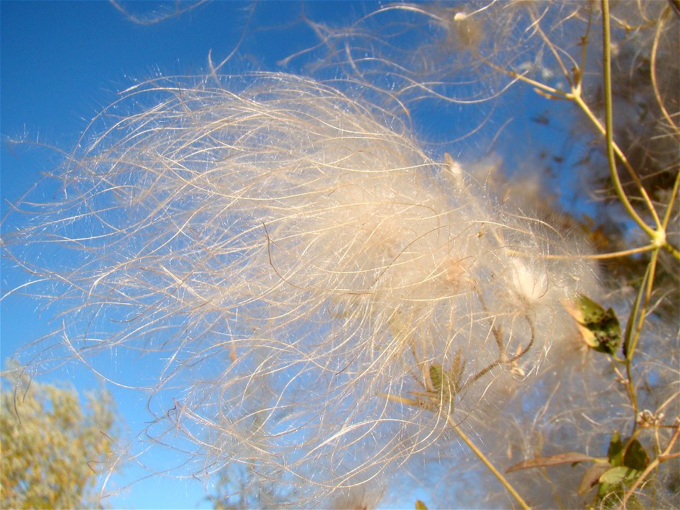 Ломонос восточный (Clematis orientalis). Берег реки Сырдарья, город Байконур, Казахстан.