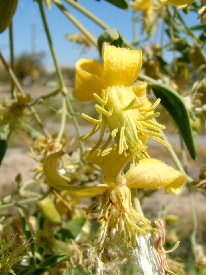 Ломонос восточный (Clematis orientalis), цветки. Город Байконур, Казахстан