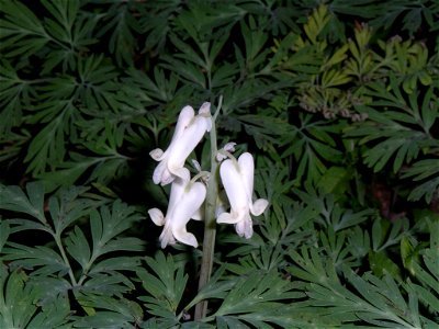 Dicentra canadensis - Squirrel corn.