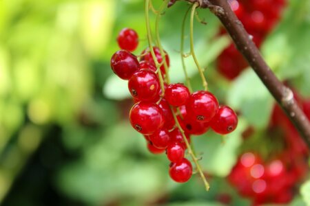 Cook garden sour