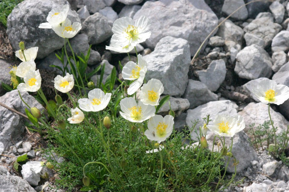 Papaver alpinum subsp. alpinum s. str.