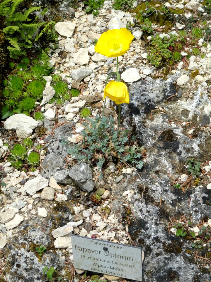 Papaver alpinum specimen in the Botanischer Garten München-Nymphenburg, Munich, Germany.