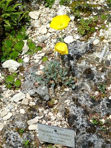 Papaver alpinum specimen in the Botanischer Garten München-Nymphenburg, Munich, Germany.