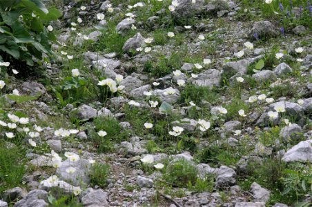 Papaver alpinum subsp. alpinum s. str.