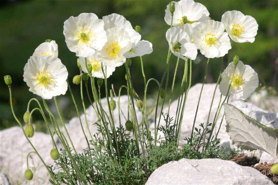 Papaver alpinum subsp. alpinum s. str.