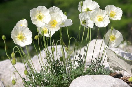 Papaver alpinum subsp. alpinum s. str.