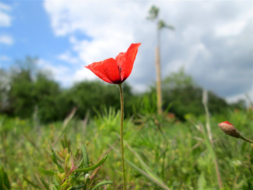 Sand-Mohn (Papaver argemone) auf einer Streuobstwiese in Hockenheim - ursprünglich aus dem Mittelmeerraum, hier eher selten