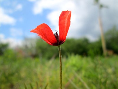 Sand-Mohn (Papaver argemone) auf einer Streuobstwiese in Hockenheim - ursprünglich aus dem Mittelmeerraum, hier eher selten