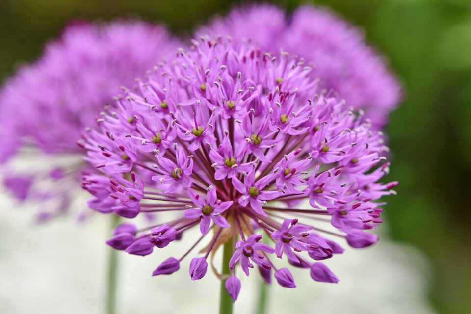 Violet purple spring flower