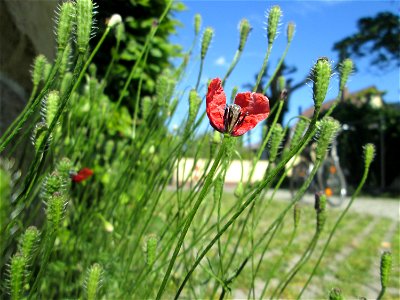 Sand-Mohn (Papaver argemone) in Hockenheim - ursprünglich aus dem Mittelmeerraum, hier eher selten