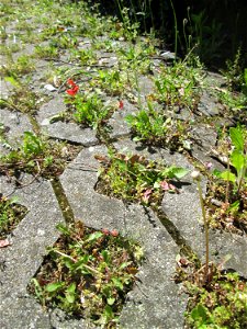Sand-Mohn (Papaver argemone) in Hockenheim - ursprünglich aus dem Mittelmeerraum, hier eher selten