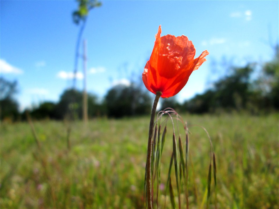 Sand-Mohn (Papaver argemone) auf einer Streuobstwiese in Hockenheim