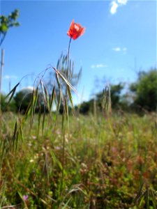 Sand-Mohn (Papaver argemone) auf einer Streuobstwiese in Hockenheim