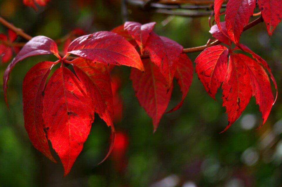 Red autumn plants