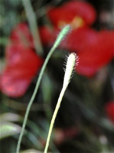 Papaver argemone2 eF