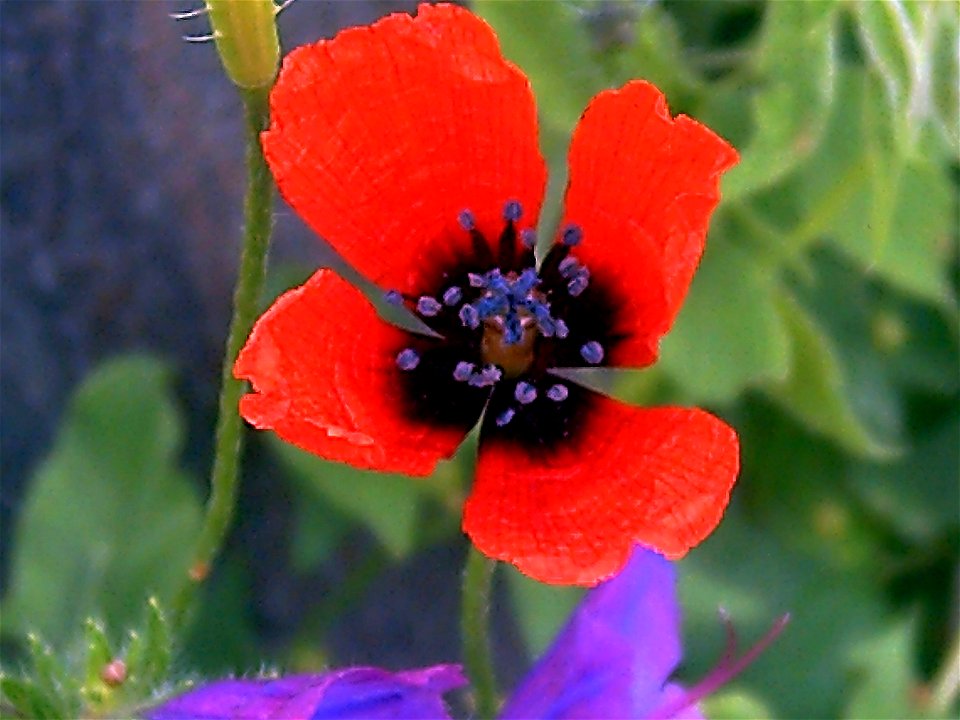Papaver argemone Closeup Dehesa Boyal de Puertollano