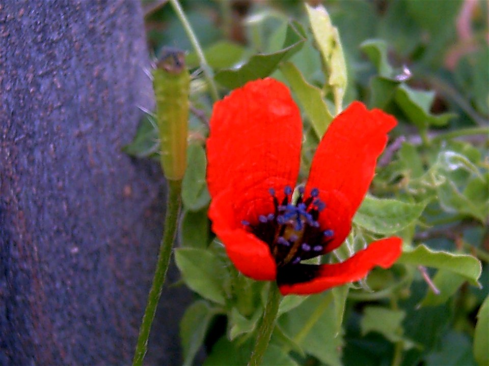 Papaver argemone Closeup Dehesa Boyal de Puertollano