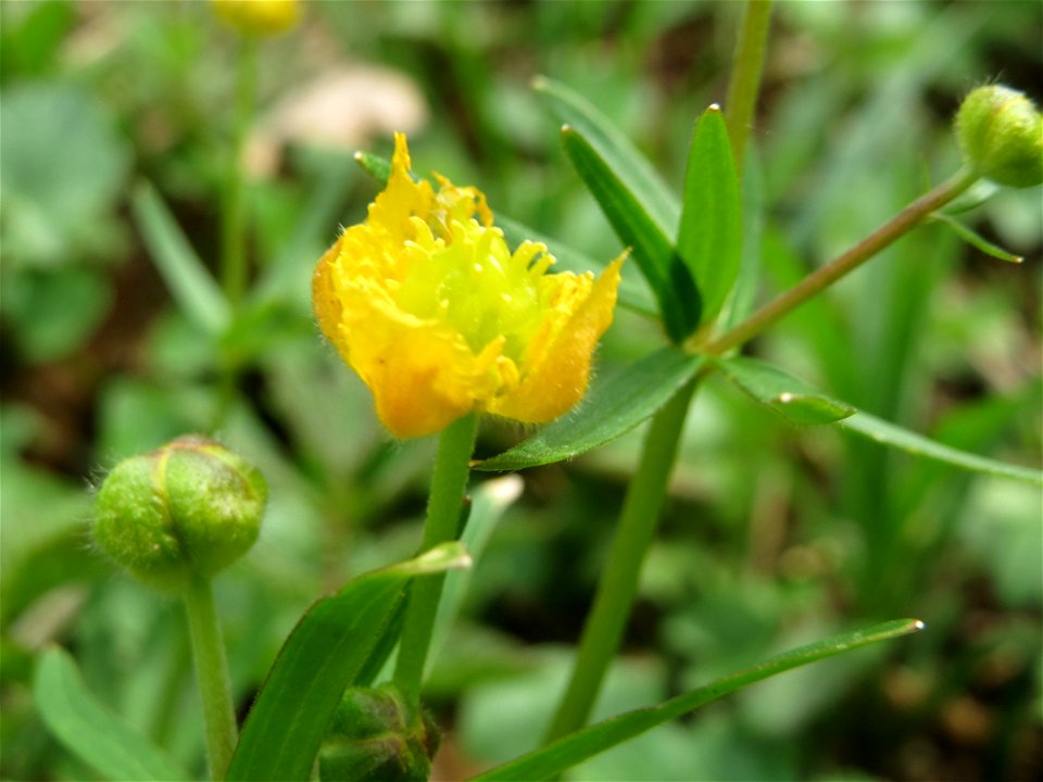 Gold-Hahnenfuß (Ranunculus auricomus) an der Saar bei Grosbliederstroff