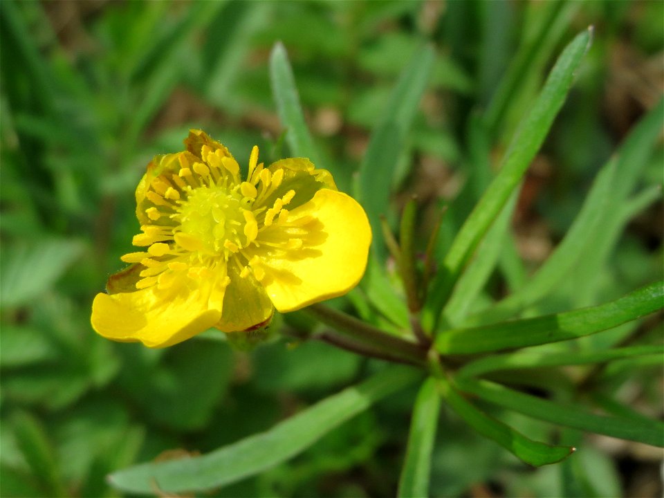 Gold-Hahnenfuß (Ranunculus auricomus) an der Saar bei Grosbliederstroff