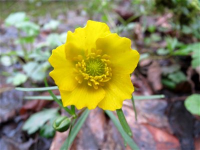 Gold-Hahnenfuß (Ranunculus auricomus) im Brettwald (Malscher Aue)