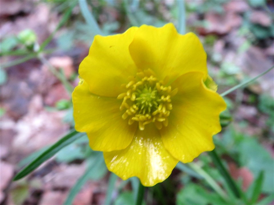 Gold-Hahnenfuß (Ranunculus auricomus) im Brettwald (Malscher Aue)
