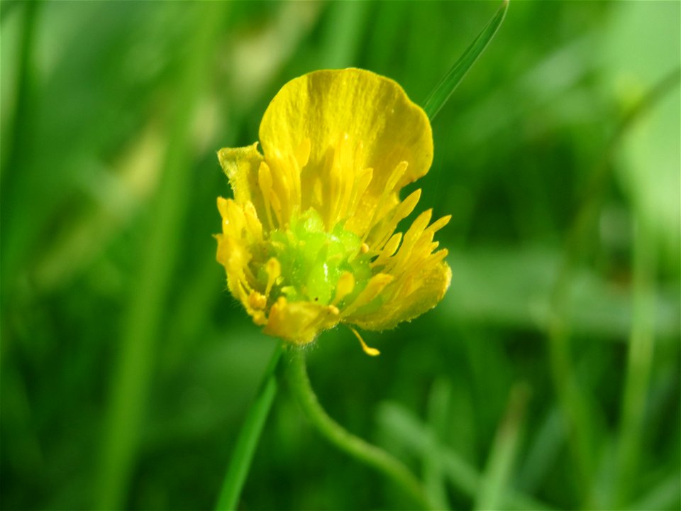 Gold-Hahnenfuß (Ranunculus auricomus) im Schlossgarten Schwetzingen