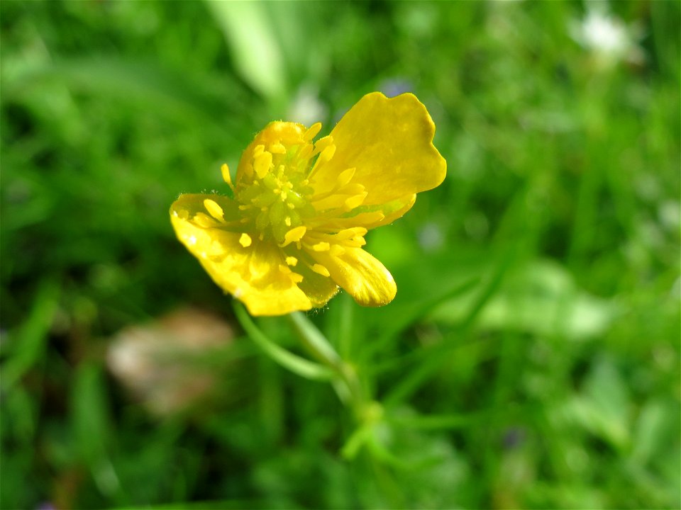 Gold-Hahnenfuß (Ranunculus auricomus) im Schlossgarten Schwetzingen