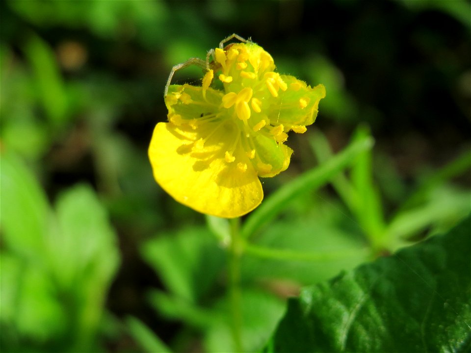 Gold-Hahnenfuß (Ranunculus auricomus) im Schlossgarten Schwetzingen