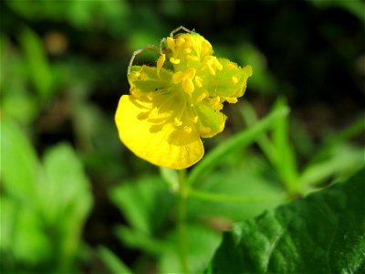 Gold-Hahnenfuß (Ranunculus auricomus) im Schlossgarten Schwetzingen