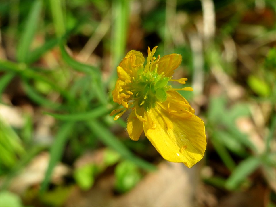 Gold-Hahnenfuß (Ranunculus auricomus) im Unteren Saubusch (Schonwaldbereich) im Schwetzinger Hardt