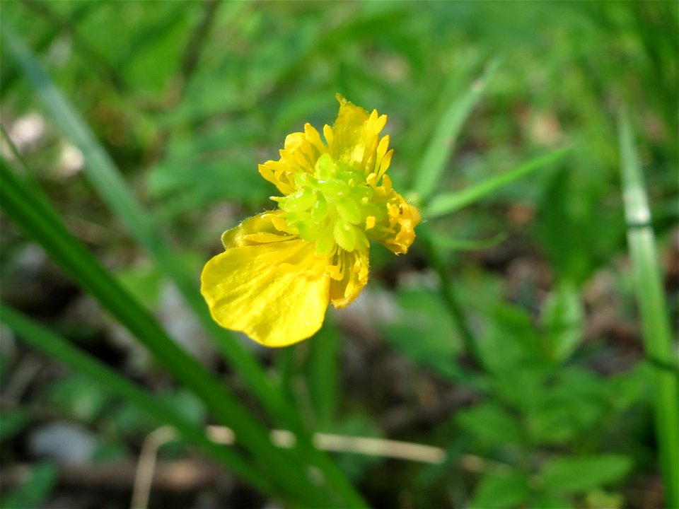 Gold-Hahnenfuß (Ranunculus auricomus) im Unteren Saubusch (Schonwaldbereich) im Schwetzinger Hardt