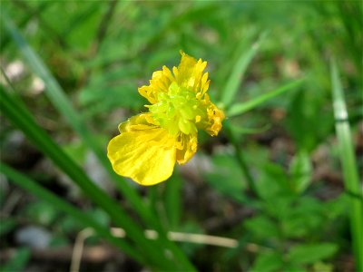 Gold-Hahnenfuß (Ranunculus auricomus) im Unteren Saubusch (Schonwaldbereich) im Schwetzinger Hardt