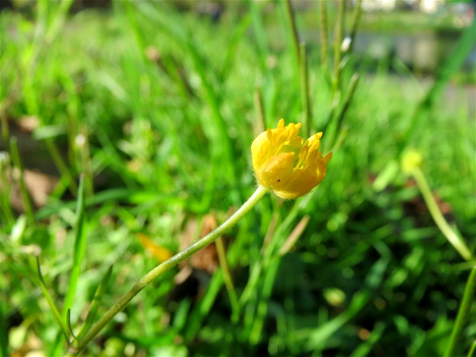 Gold-Hahnenfuß (Ranunculus auricomus) an der Saar in Saarbrücken