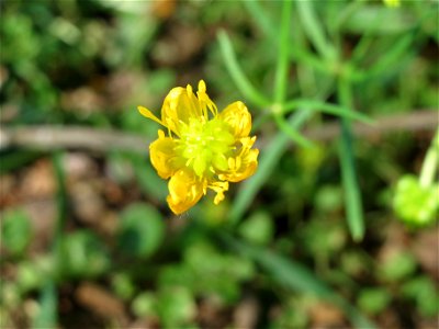 Gold-Hahnenfuß (Ranunculus auricomus) an der Saar in Saarbrücken