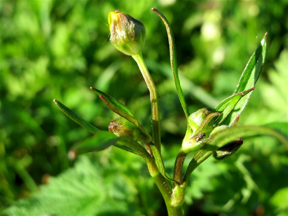 Gold-Hahnenfuß (Ranunculus auricomus) an der Saar in Saarbrücken