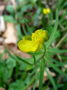 Gold-Hahnenfuß (Ranunculus auricomus) im Saubusch in der Schwetzinger Hardt