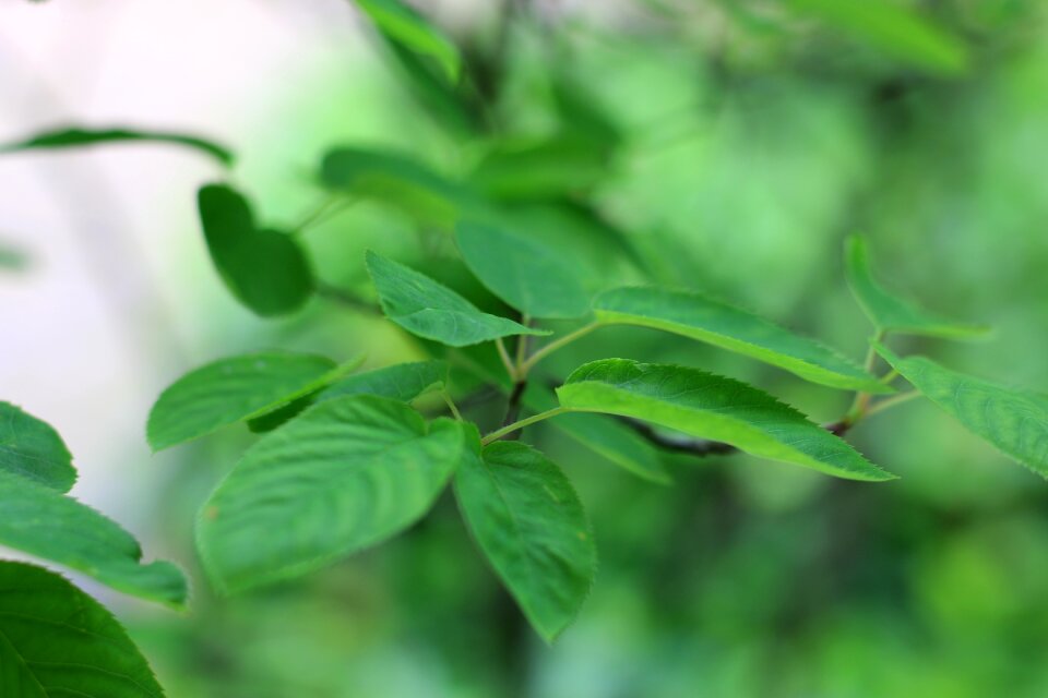 Nature leaves environment
