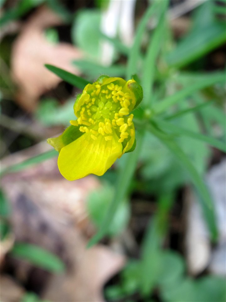 Gold-Hahnenfuß (Ranunculus auricomus) im Saubusch in der Schwetzinger Hardt - in steter Regelmäßigkeit sind die Blütenblätter bei diesem Hahnenfuß nicht vollzählig