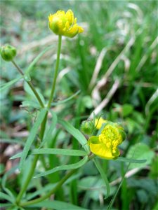 Gold-Hahnenfuß (Ranunculus auricomus) im Saubusch in der Schwetzinger Hardt - in steter Regelmäßigkeit sind die Blütenblätter bei diesem Hahnenfuß nicht vollzählig