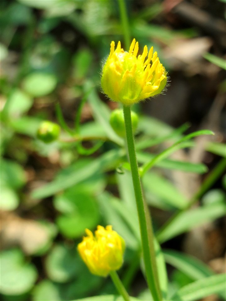 Gold-Hahnenfuß (Ranunculus auricomus) im Saubusch in der Schwetzinger Hardt - in steter Regelmäßigkeit sind die Blütenblätter bei diesem Hahnenfuß nicht vollzählig
