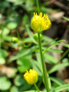 Gold-Hahnenfuß (Ranunculus auricomus) im Saubusch in der Schwetzinger Hardt - in steter Regelmäßigkeit sind die Blütenblätter bei diesem Hahnenfuß nicht vollzählig