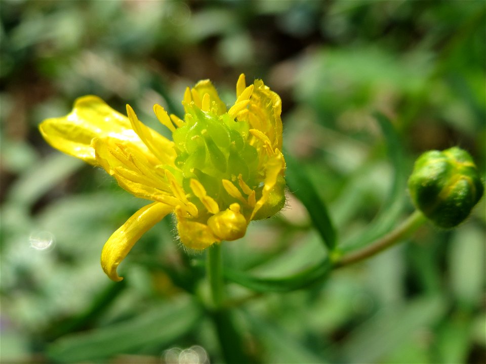 Gold-Hahnenfuß (Ranunculus auricomus) im Saubusch in der Schwetzinger Hardt - in steter Regelmäßigkeit sind die Blütenblätter bei diesem Hahnenfuß nicht vollzählig