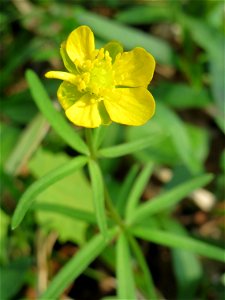 Gold-Hahnenfuß (Ranunculus auricomus) im Saubusch in der Schwetzinger Hardt - in steter Regelmäßigkeit sind die Blütenblätter bei diesem Hahnenfuß nicht vollzählig