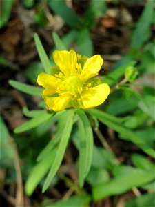 Gold-Hahnenfuß (Ranunculus auricomus) im Saubusch in der Schwetzinger Hardt