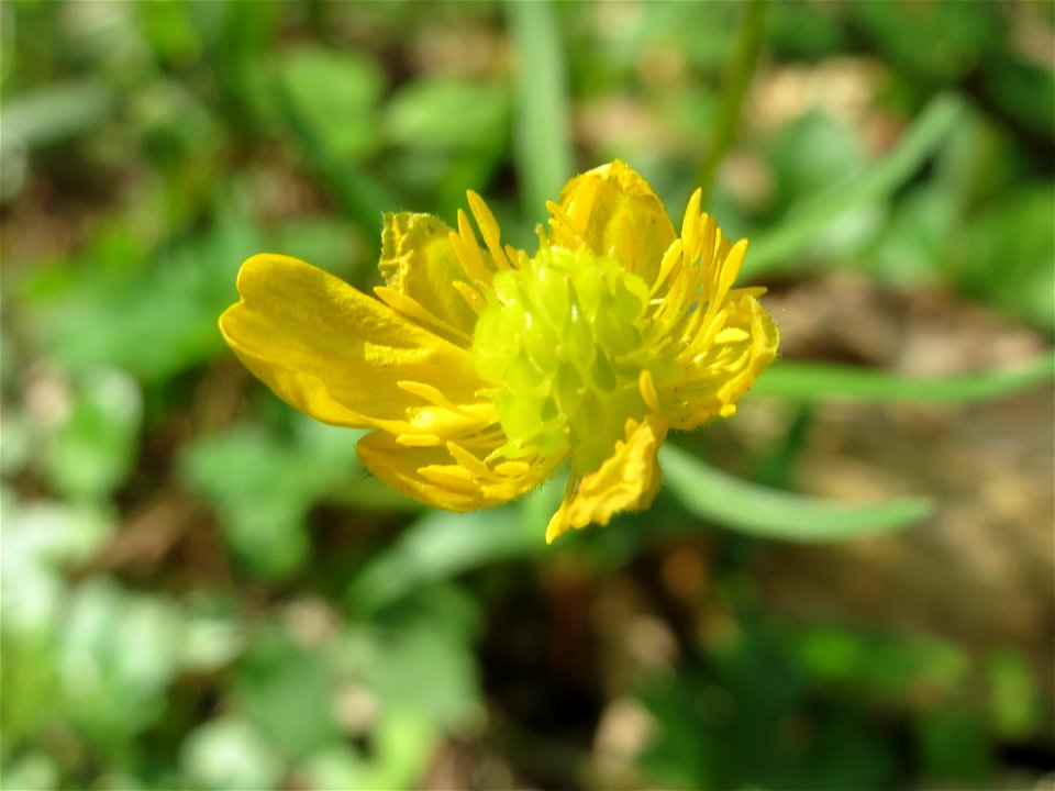 Gold-Hahnenfuß (Ranunculus auricomus) im Saubusch in der Schwetzinger Hardt