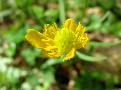 Gold-Hahnenfuß (Ranunculus auricomus) im Saubusch in der Schwetzinger Hardt
