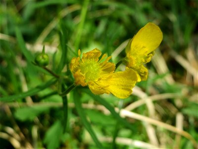 Gold-Hahnenfuß (Ranunculus auricomus) im Saubusch in der Schwetzinger Hardt