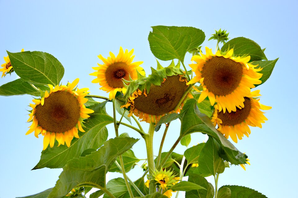 Bloom plant summer