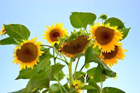 Bloom plant summer photo